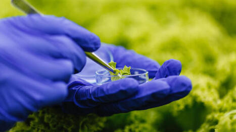 Le r&egrave;glement europ&eacute;en sur les NTG franchit un pas de plus vers son adoption | SCIENCES DU VEGETAL | Scoop.it
