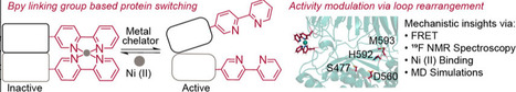 Mechanistic Insight into Conformational Control of Enzyme Activity by Genetically Encoded Metal-Responsive Switches | cbc | RMH | Scoop.it