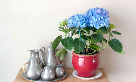 How to Care for Hydrangeas Indoors | Best Amazon Collections | Scoop.it