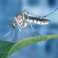Canada. Rappel en matière de santé publique : Virus du Nil occidental | EntomoNews | Scoop.it