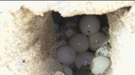 Cracking down on poaching with 3D-printed fake turtle eggs | Coastal Restoration | Scoop.it
