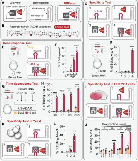 RBPscan: A quantitative in vivo tool for profiling RNA-binding protein interactions | mcell | RMH | Scoop.it
