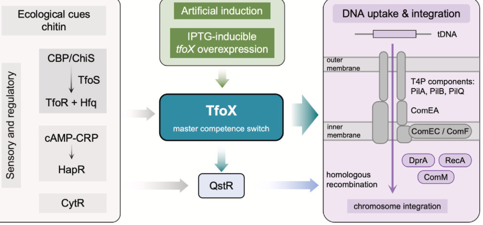 The TfoX revolution: a review of genetic engine...