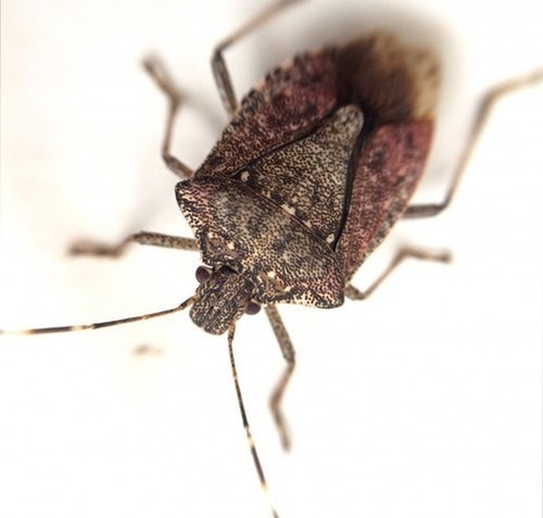 Why Is the Cold U.S. Winter Killing Off Stinkbugs? | GarryRogers Nature ...