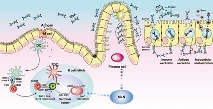 Benefits of mucosal immunity&nbsp; | Autoimmune diseases (Lupus, RA), Vaccines and Stem Cell Therapies Highlights | Mucosal Immunity | Scoop.it