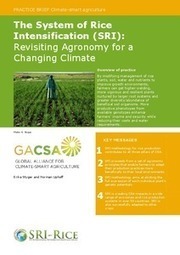 The System of Rice Intensification (SRI): Revisiting Agronomy for a Changing Climate | SRI Global News: Nov. 2024 - Jan. 2025  *SRI-Rice  --     System of Rice Intensification | Scoop.it