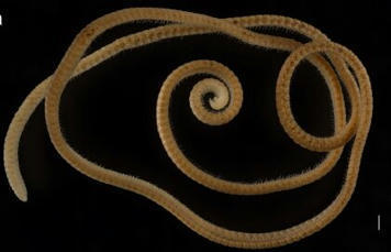 Le premier mille-pattes digne de ce nom est un mille-pattes femelle, avec 1306 pattes (818 pour le m&acirc;le) | EntomoNews | Scoop.it