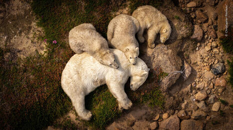 Grim photo captures polar bear mom and cubs resting in mud in summer heat | Soggy Science | Scoop.it