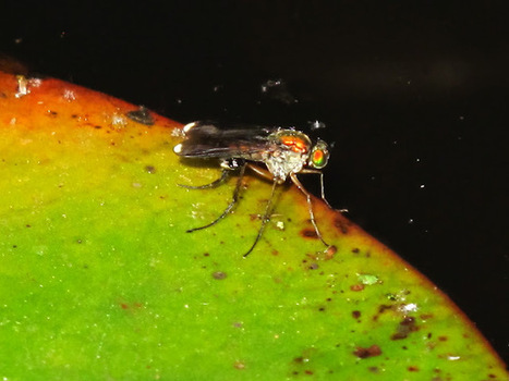 Flies dancing on water | Dr. Goulu | Scoop.it