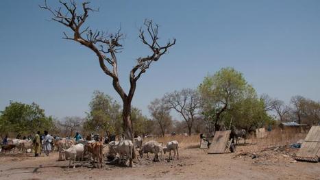 Struggling to force the Sahara back as climate change wreaks havoc in Senegal | CLIMATE CHANGE WILL IMPACT US ALL | Scoop.it