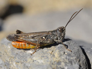 Haute-Loire. Un bestiaire géant de la faune auvergnate | Variétés entomologiques | Scoop.it