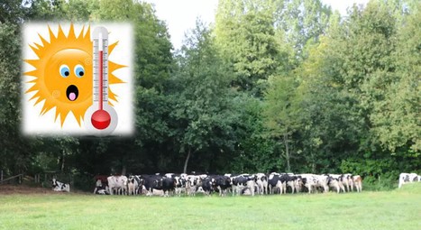 Alerte canicule : pourquoi les vaches laitières n’aiment pas la chaleur ? | Lait de Normandie... et d'ailleurs | Scoop.it