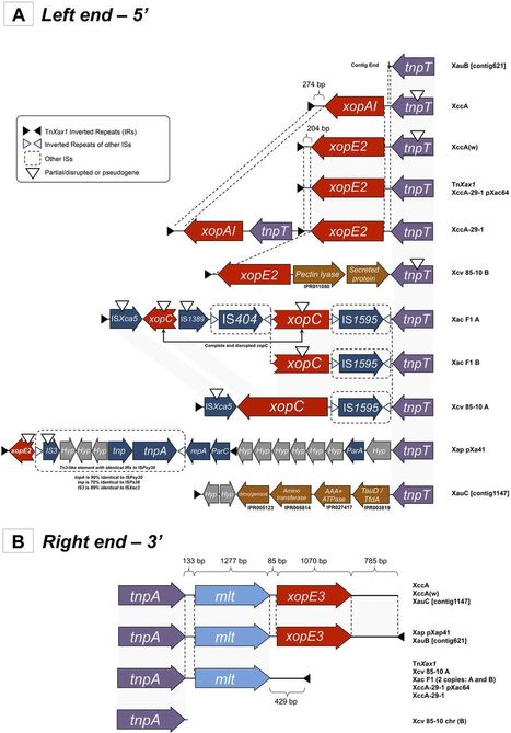 mBio: A TALE of Transposition: Tn3-Like Transposons Play a Major Role in the Spread of Pathogenicity Determinants of Xanthomonas citri and Other Xanthomonads (2015) | Plant Pathogenomics | Scoop.it