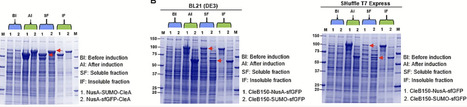 Tandem solubility enhancing tags enable the heterologous expression and in vitro maturation of a class IIa bacteriocin, clesteriocin a, identified in Candidatus Clostridium mucoides CM038 | frn | RMH | Scoop.it