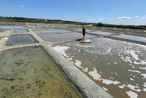 La récolte de sel a commencé, après une année 2024 catastrophique pour les paludiers, elle s'annonce prometteuse - France 3 régions | Agriculture en Pays de la Loire | Scoop.it