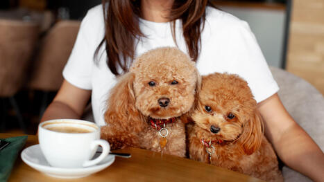 Ces endroits parisiens où vous pouvez venir avec votre animal de compagnie – | FLEurons de France | Scoop.it