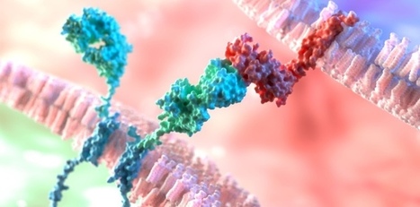 EchoBack CAR T-cells could be a game changer in cancer immunotherapy for solid tumors | Genetic Engineering Publications - GEG Tech top picks | Scoop.it