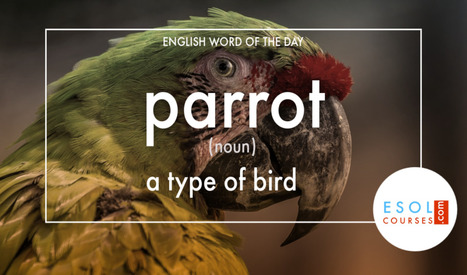 English Word of The Day &ndash; Parrot | English Word Power | Scoop.it