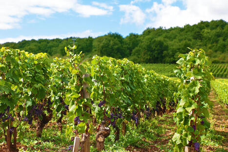 La viticulture bio s'alarme de restrictions d'usage du cuivre | Attitude BIO | Scoop.it