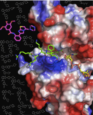 New Study Validates Longevity Pathway | HMS | 21st Century Innovative Technologies and Developments as also discoveries, curiosity ( insolite)... | Scoop.it