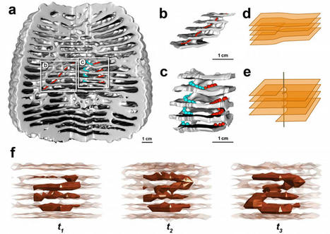 Des défauts topologiques à l’origine de la complexité des nids de termites Apicotermes | EntomoNews | Scoop.it