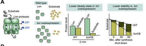 Direct and indirect pathways linking the Lon protease to motility behaviors in the pathogen Pseudomonas aeruginosa | PLOS | RMH | Scoop.it