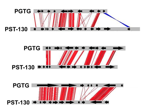 PLoS ONE: Next Generation Sequencing Provides Rapid Access to the Genome of Puccinia striiformis f. sp. tritici, the Causal Agent of Wheat Stripe Rust | Plant Pathogenomics | Scoop.it