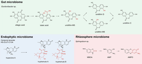 Microbial biotransformation of plant-derived metabolites: mechanisms, pathways, and multi-omics integration | npr | RMH | Scoop.it