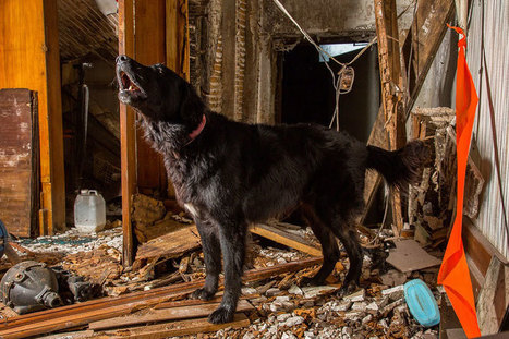 Working Dogs: Photographer Shows Some Of The Toughest Jobs For Canines | 16s3d: Bestioles, opinions & pétitions | Scoop.it