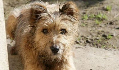 Espèce menacée, le labrit part à la reconquête des estives pyrénéennes - LaRépubliquedesPyrénées | Pastoralisme Ours Loups Lynx | Scoop.it
