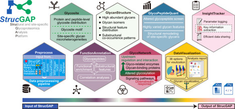 StrucGAP: a modular, streamlined and traceable data mining platform for structural and site-specific glycoproteomics | Ncm | RMH | Scoop.it