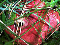 Sieni&auml; flashcards | Quizlet | 1Uutiset - Lukemisen t&auml;hden | Scoop.it