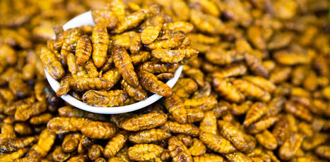 ALIMENTATION : Apr&egrave;s la liquidation d&rsquo;Ynsect, l&rsquo;&eacute;levage d&rsquo;insectes a-t-il un avenir en Europe&nbsp;? | CIHEAM Press Review | Scoop.it