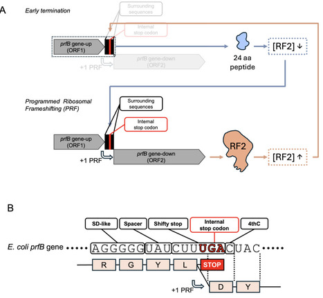 Compensatory evolution facilitates loss of prfB autoregulation in Pseudomonas fluorescens SBW25 | brve | RMH | Scoop.it