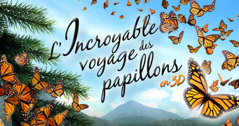 L'Incroyable voyage des papillons 3D ! | Variétés entomologiques | Scoop.it