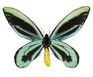 Ornithopt&egrave;res, une n&eacute;cessaire sauvegarde | EntomoScience | Scoop.it