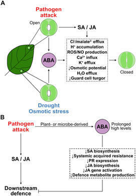 Abscisic acid at the crossroad of abiotic stress responses and plant-microbe interactions | PLOS | RMH | Scoop.it