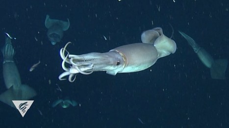 Deep-Sea Squids Glow to Communicate in the Dark «  | Strange days indeed... | Scoop.it