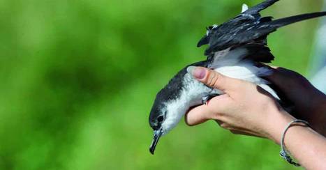 Nouvelle hécatombe de pétrels à Cilaos | Les oiseaux au gré du vent | Scoop.it