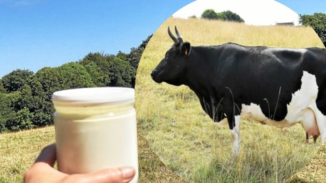 Dans les monts d’Arrée, du Gwell au lait de Bretonne pie noire | Lait de Normandie... et d'ailleurs | Scoop.it