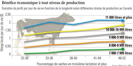 [Dossier] Améliorer la longévité des vaches laitières | Lait de Normandie... et d'ailleurs | Scoop.it