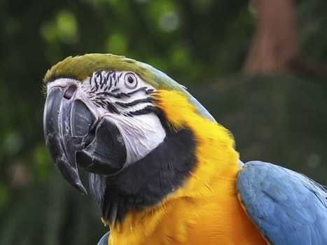 Genes link birdsong and human speech - EarthSky | Rainforest CLASSROOM | Scoop.it