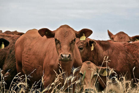 Avec la baisse des cheptels, les fermetures d’abattoirs s’accélèrent. | Actualité Bétail | Scoop.it