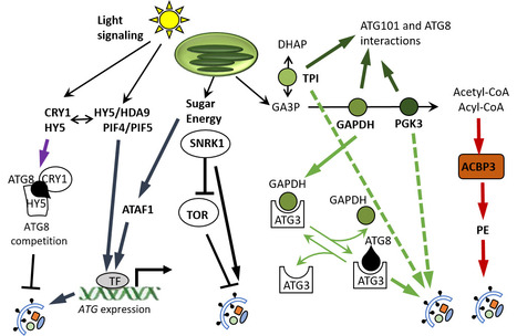Dialogue crois&eacute; entre autophagie et m&eacute;tabolisme chez les plantes : une revue | Life Sciences Universit&eacute; Paris-Saclay | Scoop.it