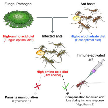 Quand des fourmis sont parasitées par un champignon, ce sont encore elles qui décident du menu | EntomoScience | Scoop.it