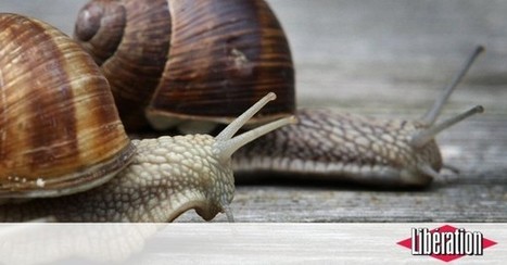 «Dans l’environnement, nos escargots détectent pas mal de substances d’origine médicamenteuse» - Libération | GREENEYES | Scoop.it