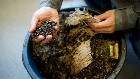 How to compost—and why it’s good for the environment | Industry 411 - Waste Management | Scoop.it