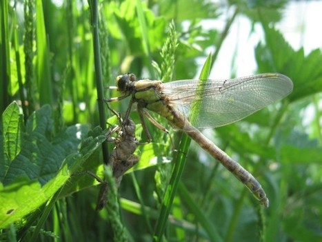 Eau et biodiversité : deux appels à manifestation d’intérêt reconduits en 2018 | Biodiversité | Scoop.it