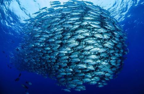 Fishcoin initiative aims to solve traceability challenges in first mile for sustainable seafood production | Sustainable Procurement News | Scoop.it