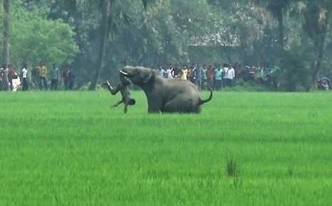 En Inde, une personne tu&eacute;e chaque jour par un &eacute;l&eacute;phant ou un tigre | Biodiversit&eacute; | Scoop.it